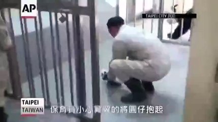 Крошечная панда впервые встречается со своей мамой