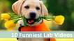 10 Funniest Lab Videos