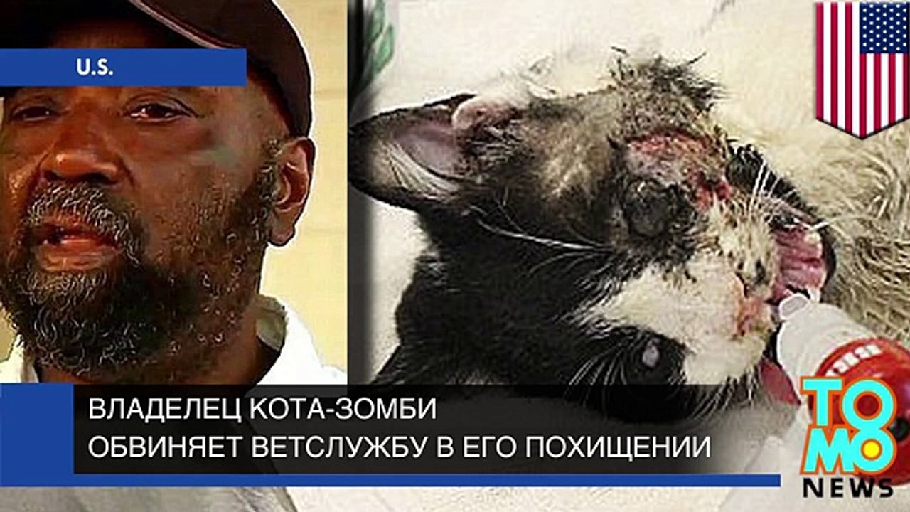 Возвращение котозомби- владелец Барта обвиняет ветслужбы в его похищении