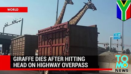 Жираф погиб, ударившись головой о мост