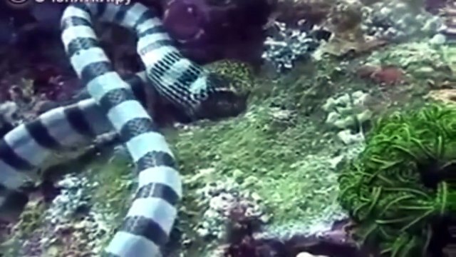 Морская змея поглотила мурену