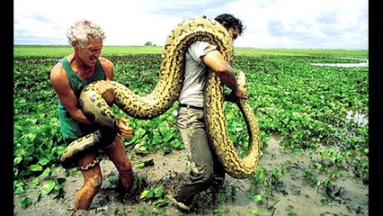 The Biggest Snakes Ever Discovered On Earth 2015