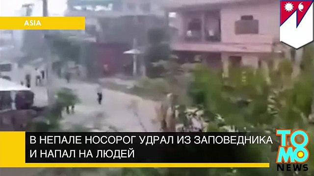 Огромный носорог напал на жителей деревни в южном Непале