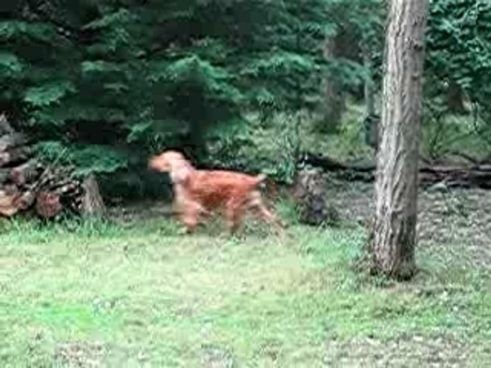Cowboy en action