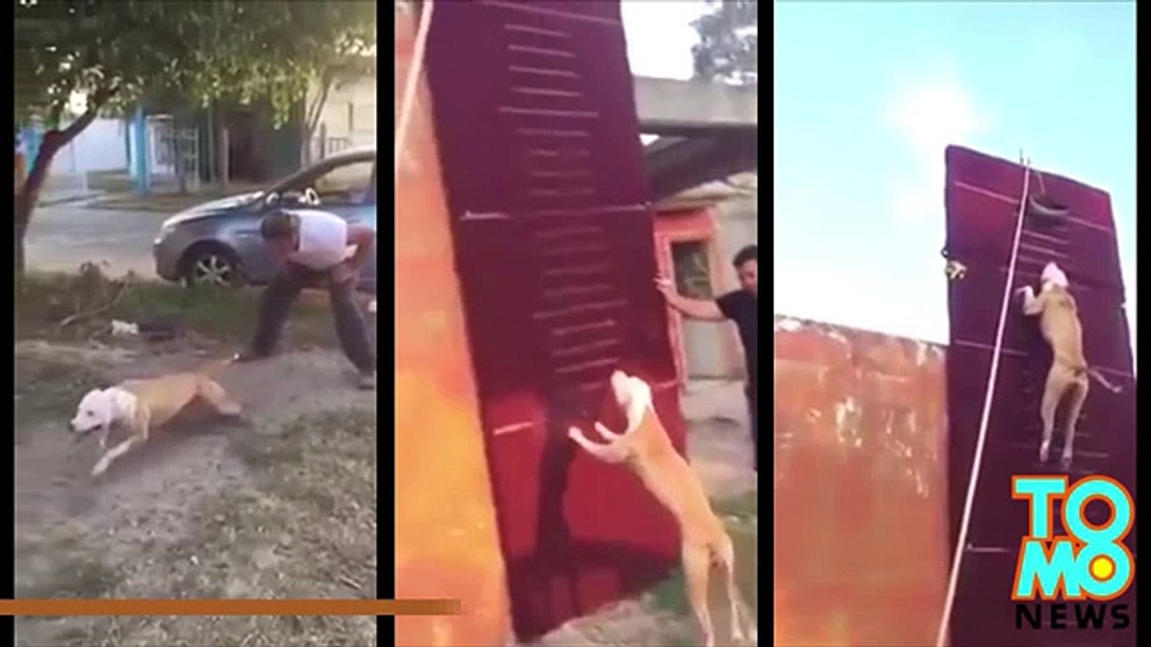 Питбуль бегает по стенам
