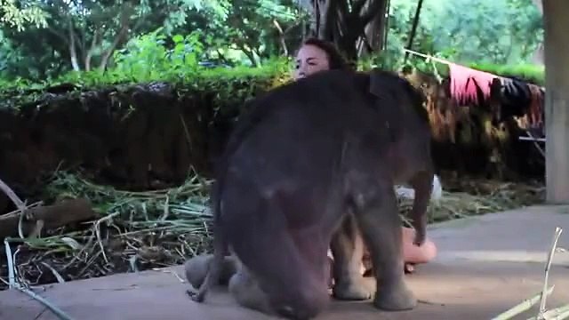 Слонёнок хочет на ручки (1 видео)