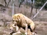Lion vs. Lioness Mating position...Intersting Animals Fight