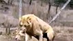 Lion vs. Lioness Mating position...Intersting Animals Fight