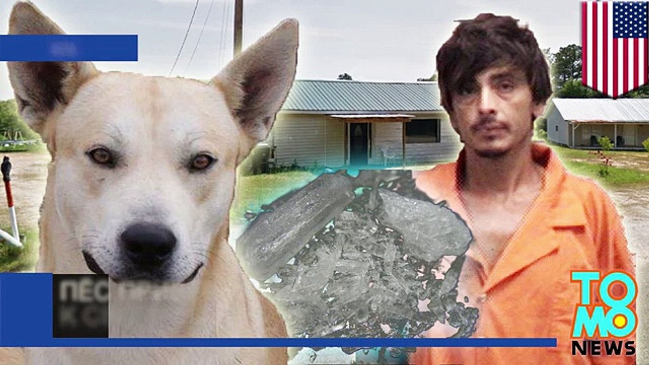 Собака – друг человека- Пёс привёл полицию к своему хозяину-наркоману