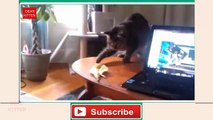 DEAR KITTEN funny cats vs banana compilation  Crazy kittens - Most funny kittens and cats  - Fuuny cats video - Meow