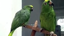 Parrots Singing Song