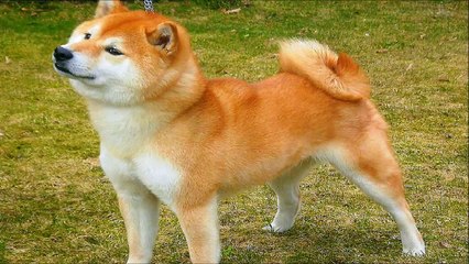 10 Funniest Shiba Inu Videos #2