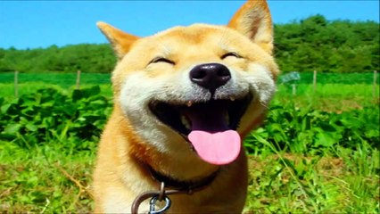 10 Funniest Shiba Inu Videos #3