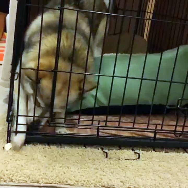 Insane funny video #4  Kobi the Alaskan Klee Kai and his heartfelt scream!