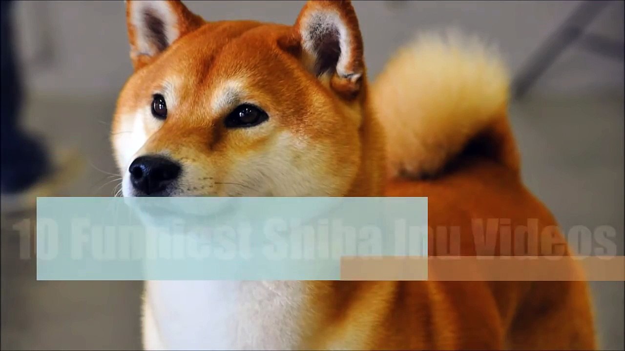 10 Funniest Shiba Inu Videos