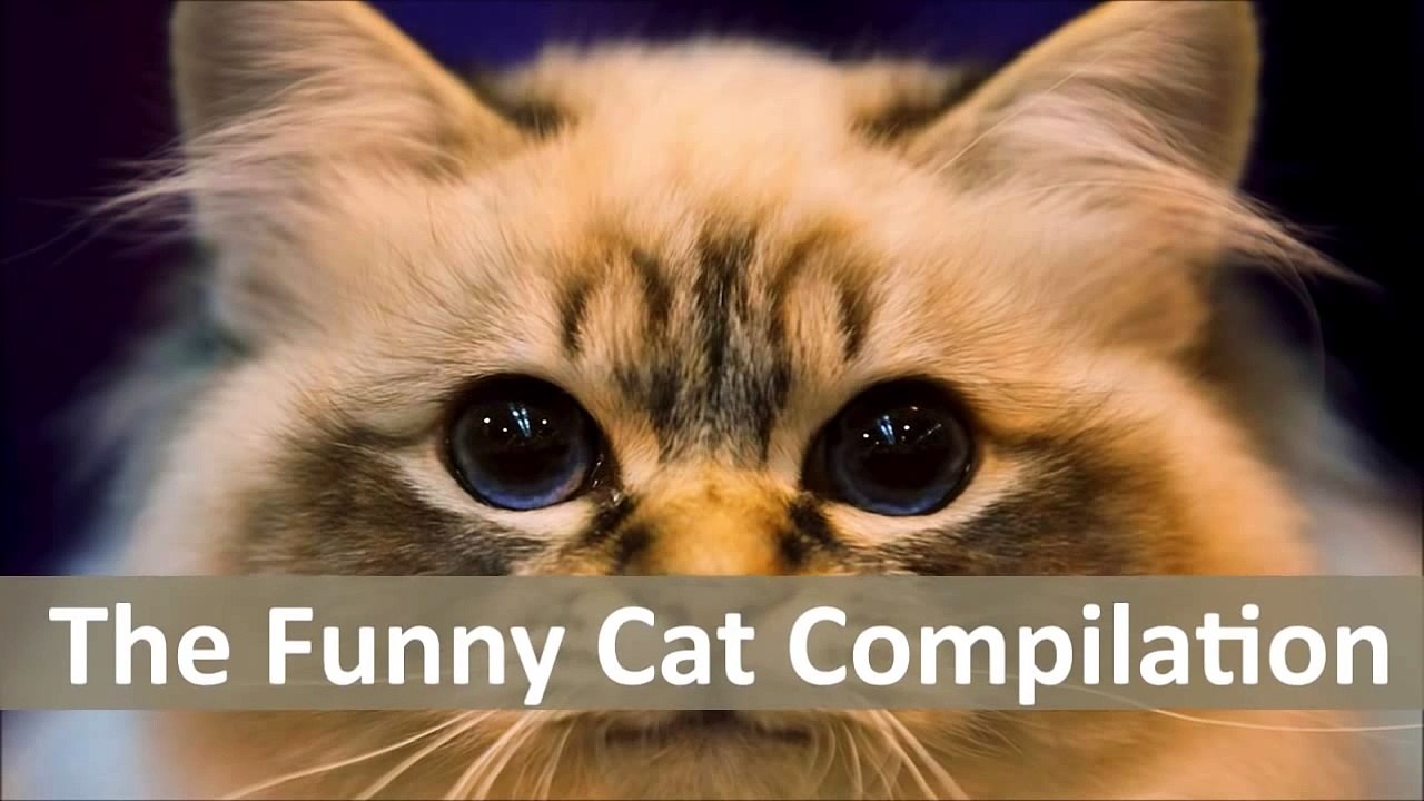 The Funny Cat Compilation