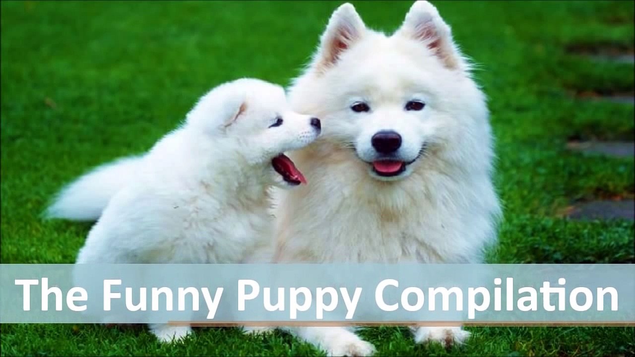 The Funny Puppy Compilation