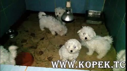 Bichon Frise Yavruları 05323438041