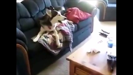 Ultimate Funny Dogs 2014 Compilation