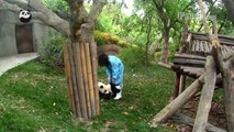 Jealous panda cub wouldn't let keeper mom go