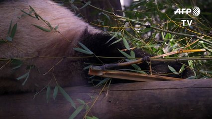 Get a room! Tokyo zoo's bashful pandas try for a baby