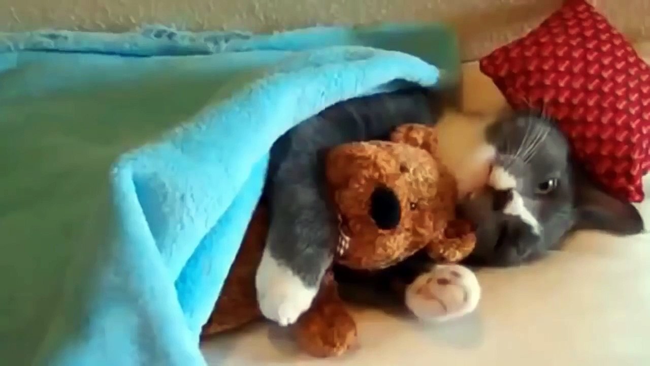 Funny Cats Videos 2015 - STUPID CATS IN THE WORLD