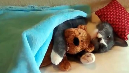 Funny Cats Videos 2015 - STUPID CATS IN THE WORLD