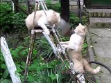 FUNNY ANIMALS VIDEOS FAILS _ JOKES BEST OF TRY NOT TO LAUGH ;-)