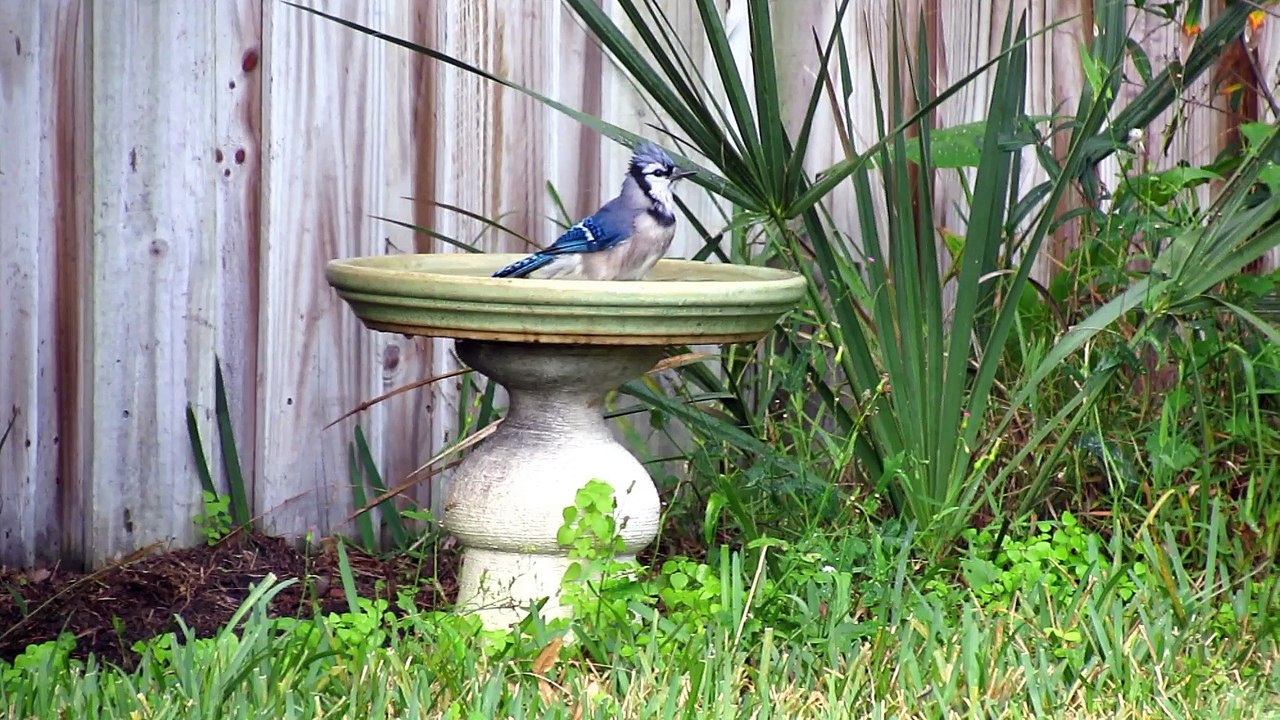 Blue Jay Bird Bath