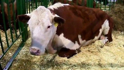 Animals exhibition a journey (World Music 720p)