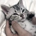 A kitten so cute it hurts!