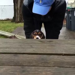 A puppy takes on the stairs... With predictable results!