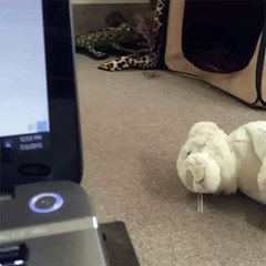 A sneaky lynx kitten!