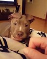 Those Pit Bull puppy ears...