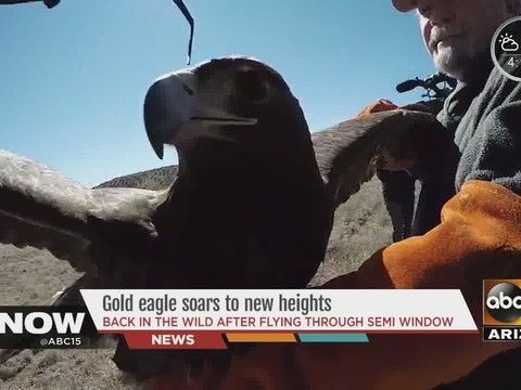 Gold eagle soars to new heights