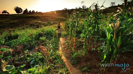 Top 10 Need To Know Zika Virus Facts (FULL HD)