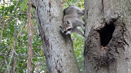 Mom raccoon squeezes out of her tree house door