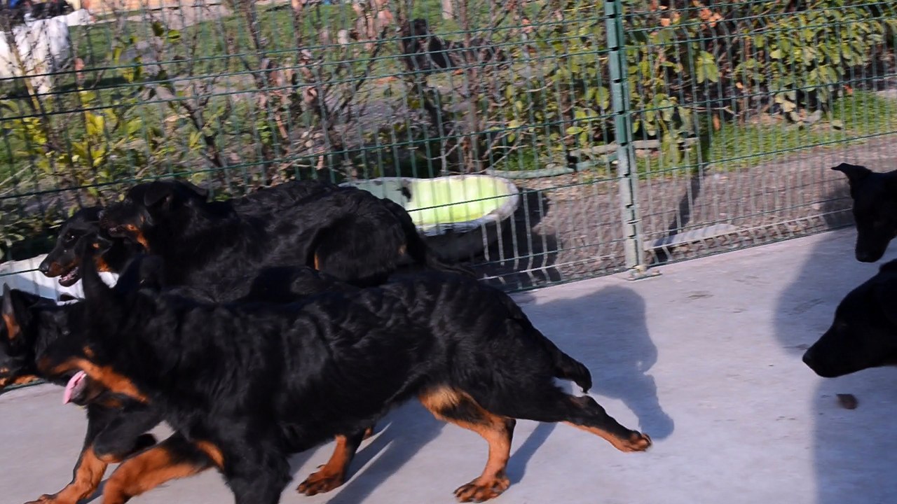 Chiots Beaucerons Berger de Beauce Gros gabarit rustique disponibles février 2016