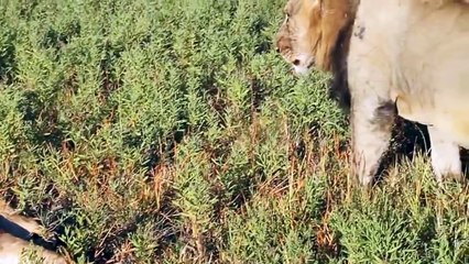 Top 10 Funniest Farts Animal in the World HD