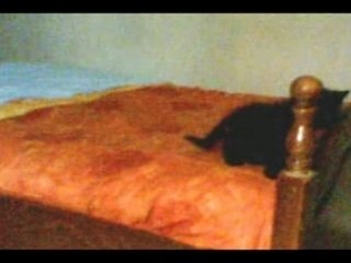 Blacky chaton noir de 6semaines, yeux bleu ^^