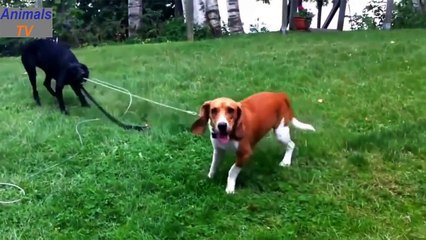 Funny Animals ► Crazy Dogs ► Animal Videos That Make You Laugh ► Animals TV