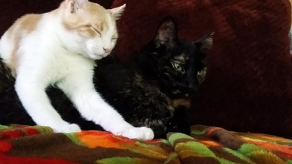 Foster Kitten Uses Her Cuteness To Cuddle