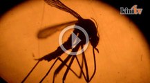 Virus Zika boleh menular melalui hubungan seks
