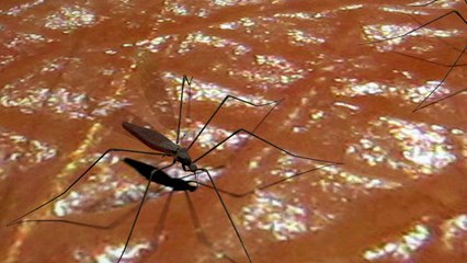 Los virus dengue, chicunguña y zika