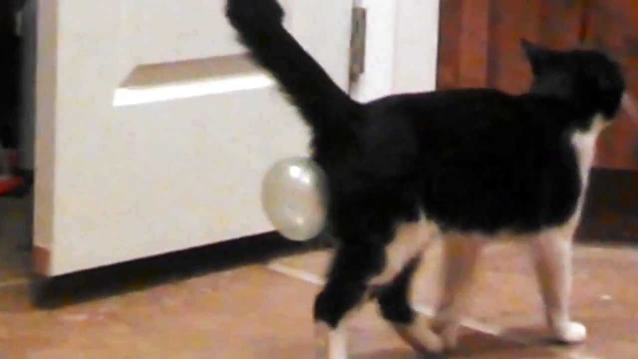 Cat Swallows Bubblegum