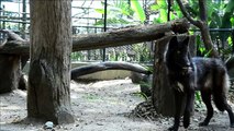 Hallan lobo en Colombia lejos de su hábitat natural