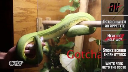8 Animals You Dont Want to F*ck With - Breaking Videos