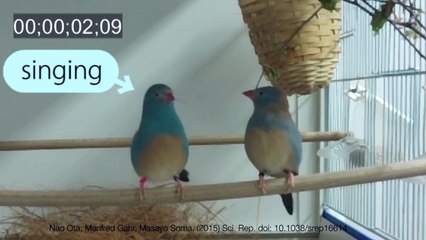 Hidden Bird "Tap-Dancing" Behavior Revealed in Slow-Motion​ Footage