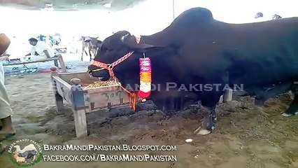 Tải video: Most Beautiful and Heavyweight Cow in Sohrab Goth Bakra Mandi