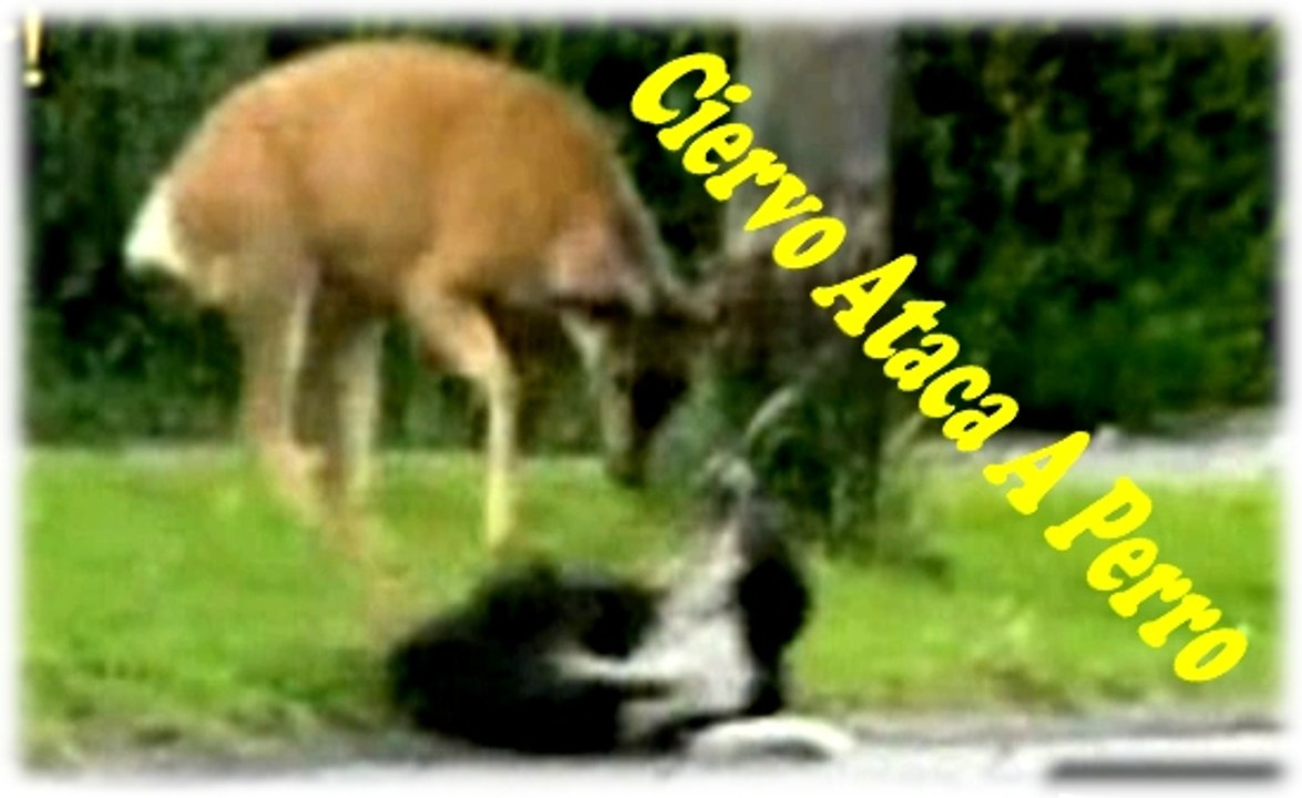 Ciervo le da tremenda paliza a un Perro y a un Gato